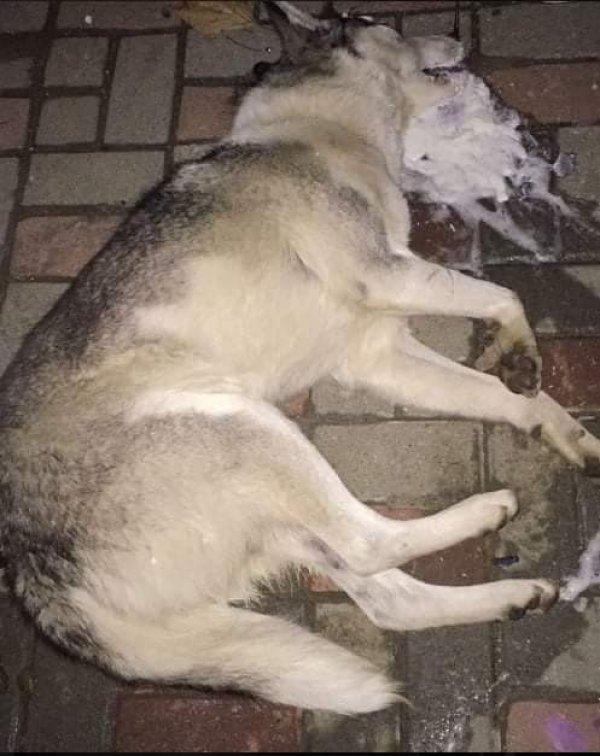 Balıkesir'de bir mahallede sokak köpekleri zehirlendi