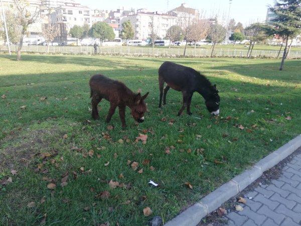 Eşek ve sıpayı gören vatandaşlar hatıra fotoğrafı çekildi