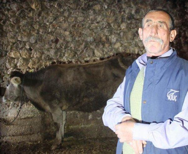 Kayseri'de ineğe trafik cezası kesildi