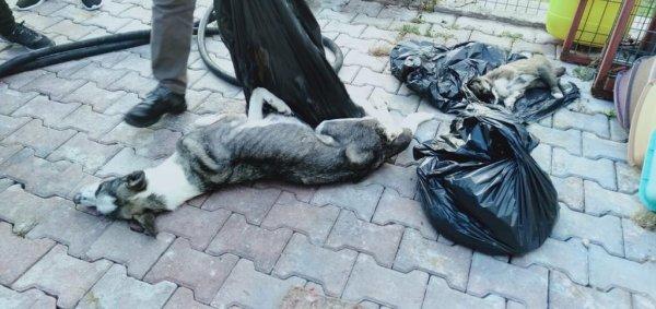 Antalya'da barınakta birçok köpek ölü halde bulundu