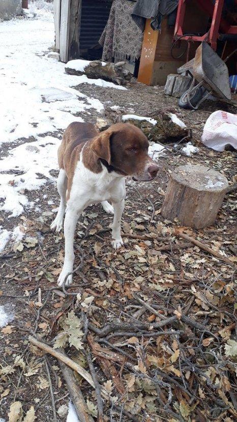 Sivas'ta aç kurtlar köye inerek köpeğe saldırdı