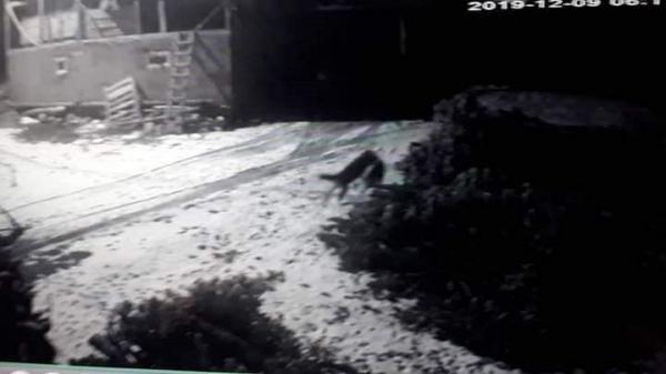 Sivas'ta aç kurtlar köye inerek köpeğe saldırdı