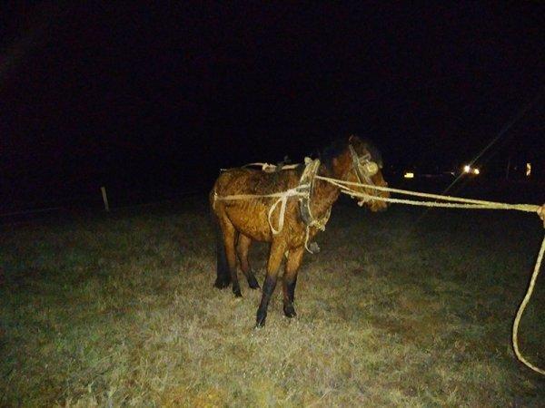 Kütahya'da otomobil at arabasına arkadan çarptı