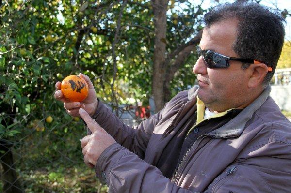 Trabzon hurmasının üzerindeki 'Allah' yazısı