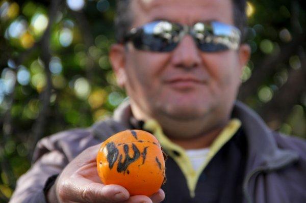 Trabzon hurmasının üzerindeki 'Allah' yazısı