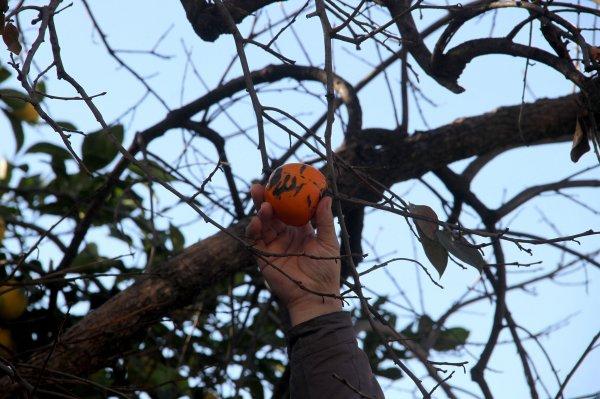 Trabzon hurmasının üzerindeki 'Allah' yazısı