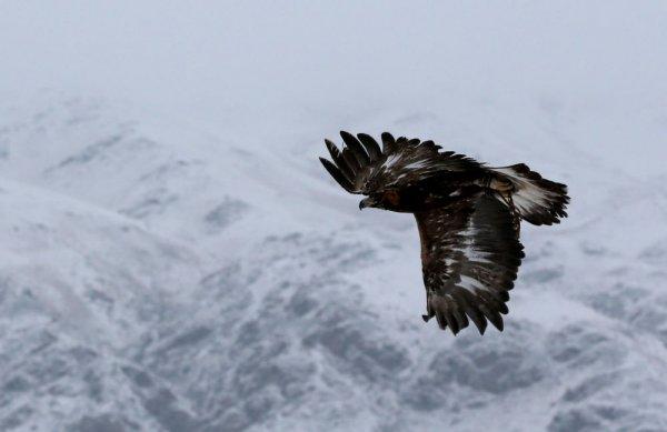 Kazakistan'da Kartal Avcılığı Turnuvası gerçekleştirildi