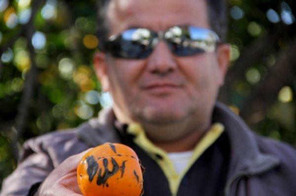 Trabzon hurmasının üzerindeki 'Allah' yazısı