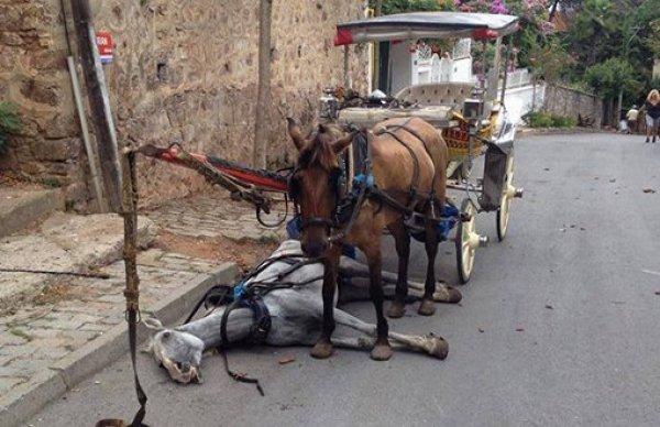 Adalar'da faytonlar 3 aylığına yasaklandı
