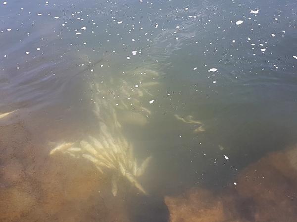 Kaçak avcılar suya jeneratörle elektrik verdi, balıklar öldü