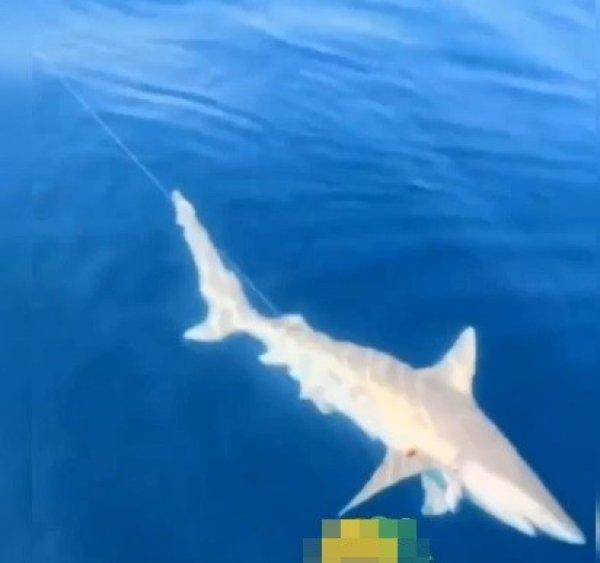 Akdeniz Körfezi'nde köpek balığı ve fok heyecanı