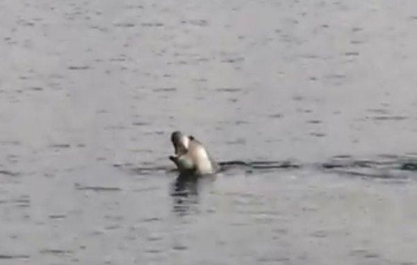 Akdeniz Körfezi'nde köpek balığı ve fok heyecanı