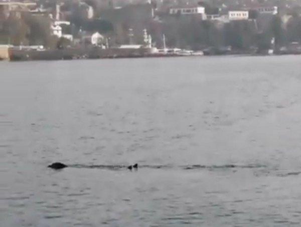 Akdeniz Körfezi'nde köpek balığı ve fok heyecanı