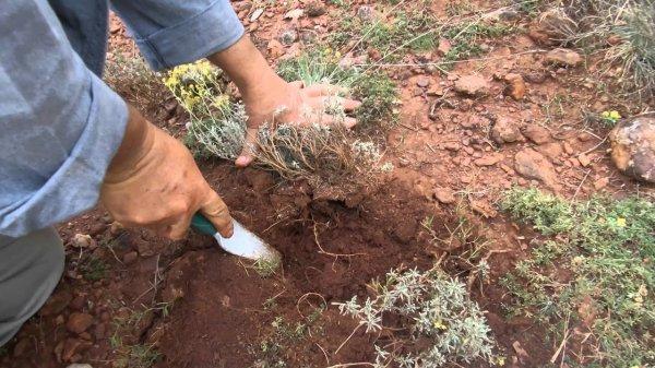 80 kilo trüf mantarı, ihale ile satışa çıkarıldı