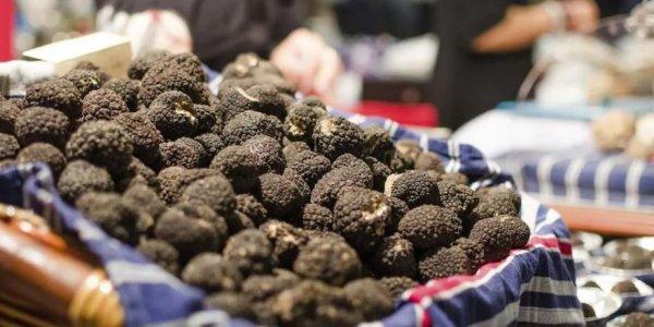 80 kilo trüf mantarı, ihale ile satışa çıkarıldı