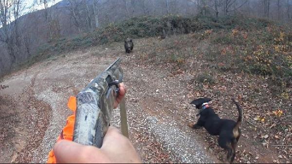 Domuz saldırısı kask kamerası ile görüntülendi