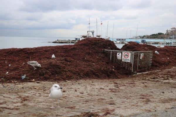 Caddebostan sahili kırmızı yosunla kaplandı