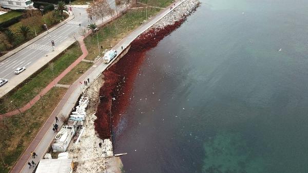 Caddebostan sahili kırmızı yosunla kaplandı