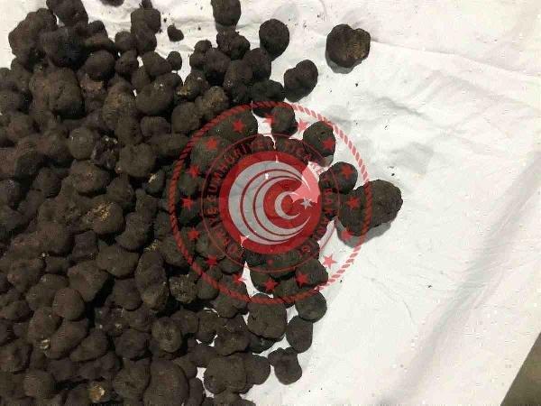 Trüf mantarını yine alan olmadı