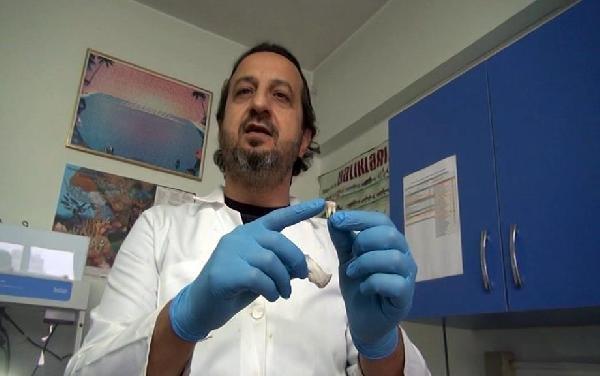 Zehirli balon balığının dişleri, dolgu ve kaplamada kullanılacak