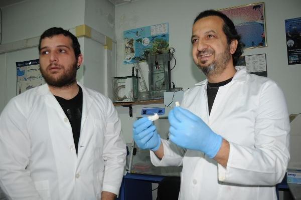 Zehirli balon balığının dişleri, dolgu ve kaplamada kullanılacak