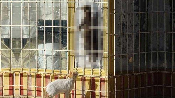 Antalya'da kedi cinayeti