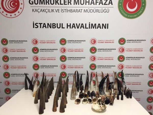 İstanbul Havalimanı’nda, bufalo boynuzu ele geçirildi