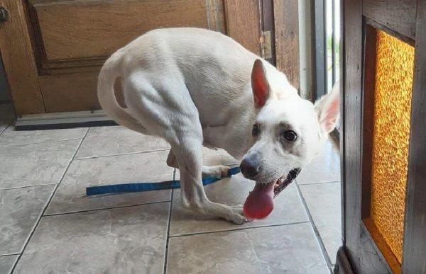 Brezilya'da terk edilen köpek