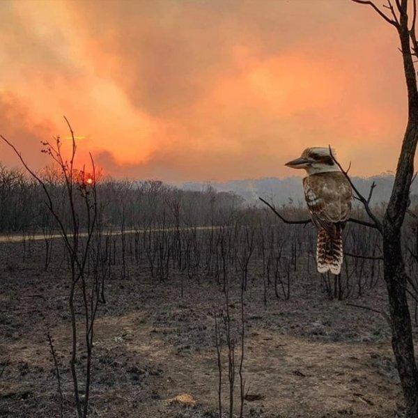 Avustralya'da çıkan yangında son durum