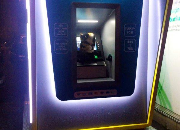 ATM'ye sığınan kedi
