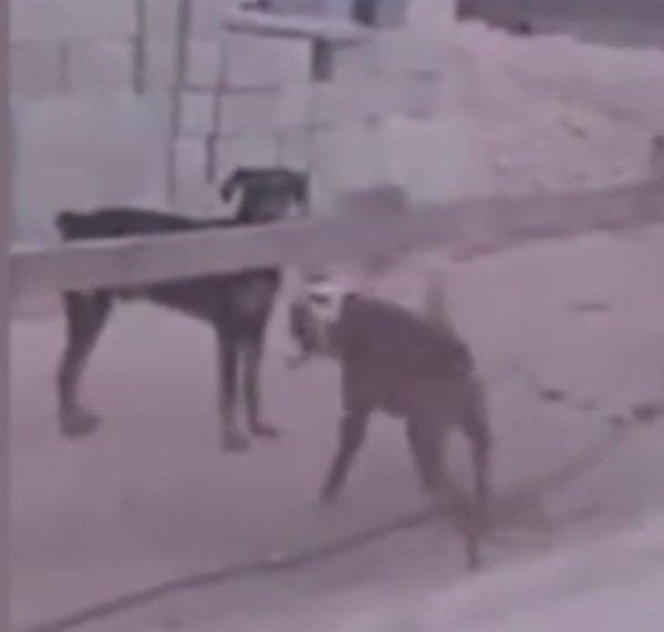 İki köpeğin komik kavgası