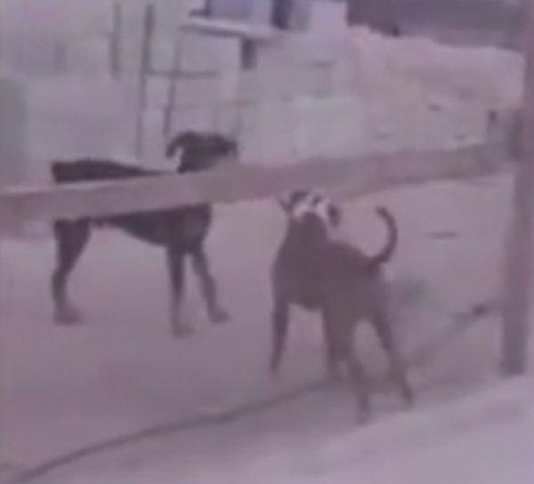 İki köpeğin komik kavgası