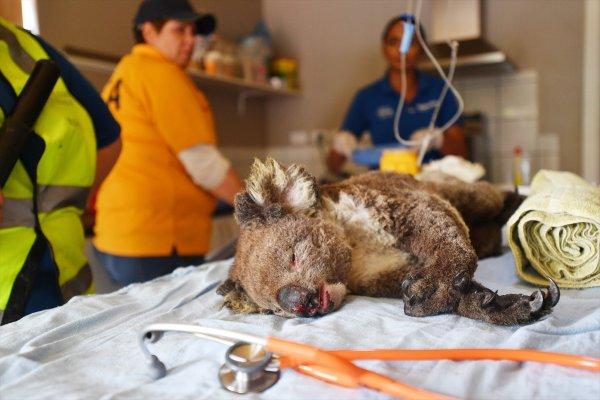 Avustralya'da binlerce kişi yerinden oldu