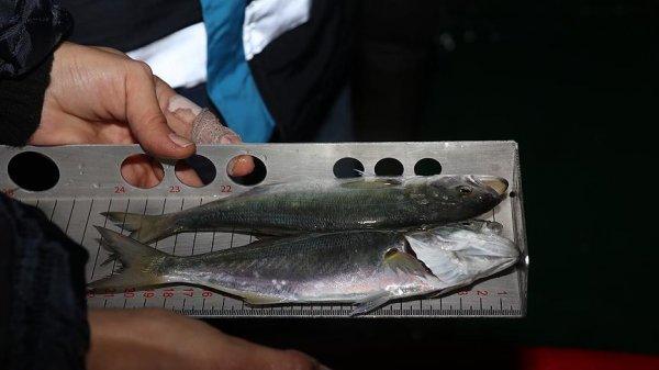 Gece yarısı denetimle 53 ton balığa el konuldu