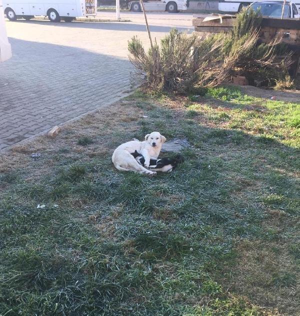 Manisa'da köpek ile kedinin dostluğu