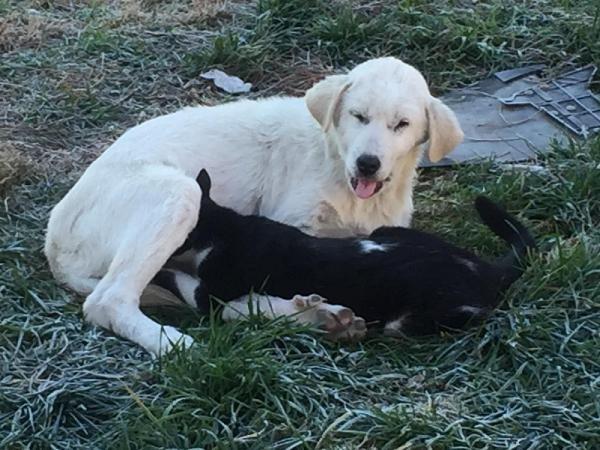 Manisa'da köpek ile kedinin dostluğu