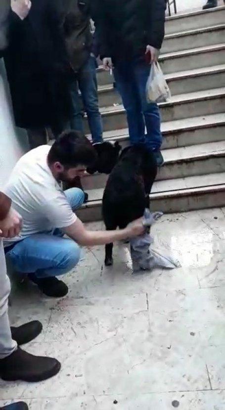 Yağmurda ıslanan köpeği kazağını çıkarıp kuruladı