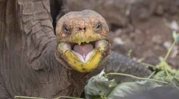 Asırlık kaplumbağa Diego yıllar sonra Galapagos'a dönüyor