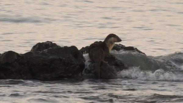 Marmara Denizi'nde su samuru heyecanı