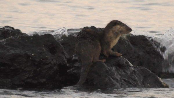 Marmara Denizi'nde su samuru heyecanı