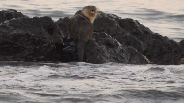 Marmara Denizi'nde su samuru heyecanı