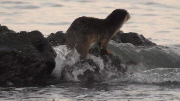 Marmara Denizi'nde su samuru heyecanı