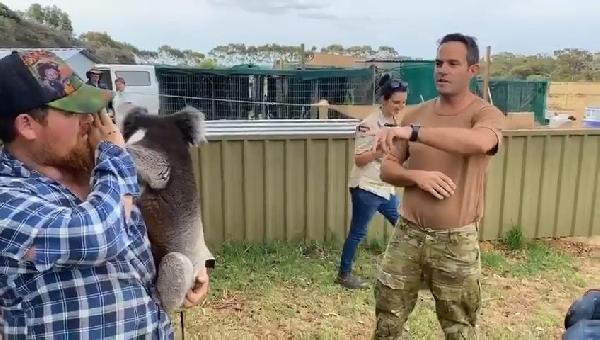 Sunucuya koalayı 'vahşi ayı' diye tanıttılar