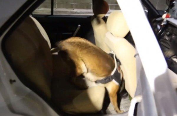 Elazığ'da otomobilin koltuk altında 5 bin adet hap çıktı