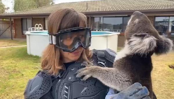 Sunucuya koalayı 'vahşi ayı' diye tanıttılar