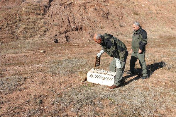 Siirt'te tuzağa yakalanan yaban kedisi