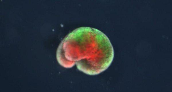 Kök hücrelerle canlı robot üretildi