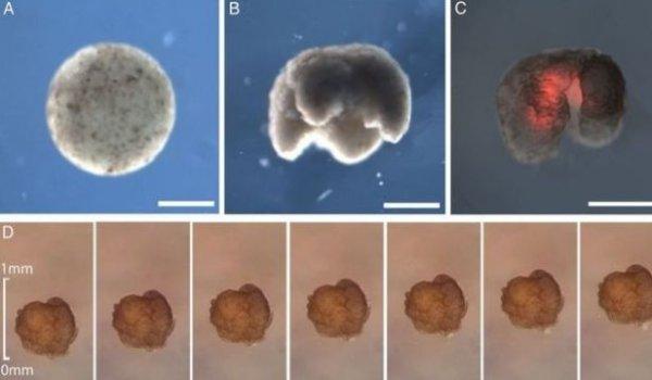 Kök hücrelerle canlı robot üretildi