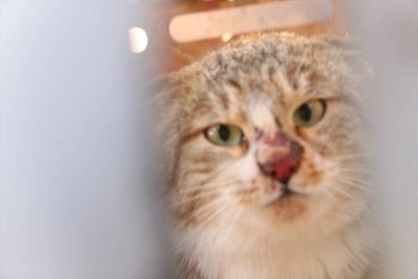 Siirt'te tuzağa yakalanan yaban kedisi