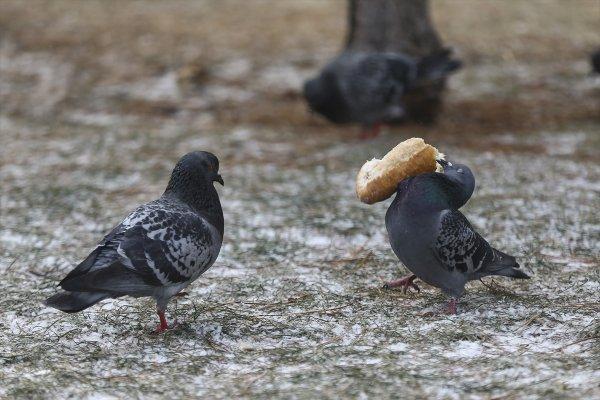 Kar yağışı ve soğuk Doğu'da etkili oluyor